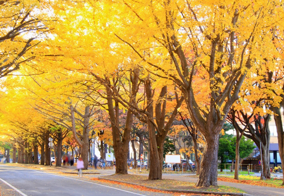 北海道大学